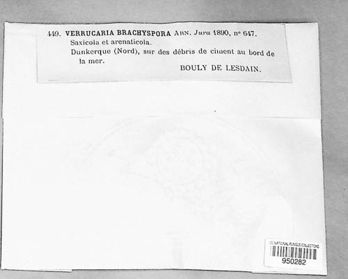 Verrucaria brachyspora image